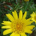 Tragopogon pratensis